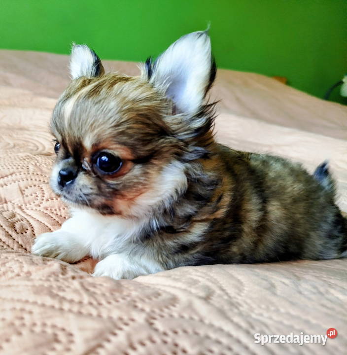 Chihuahua maleńki piesek wielkopolskie
