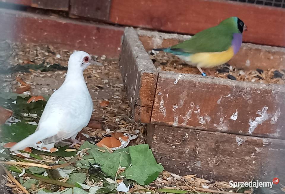 Zeberki papugi amadyny gołąbki diamentowe Ptaki Staszów