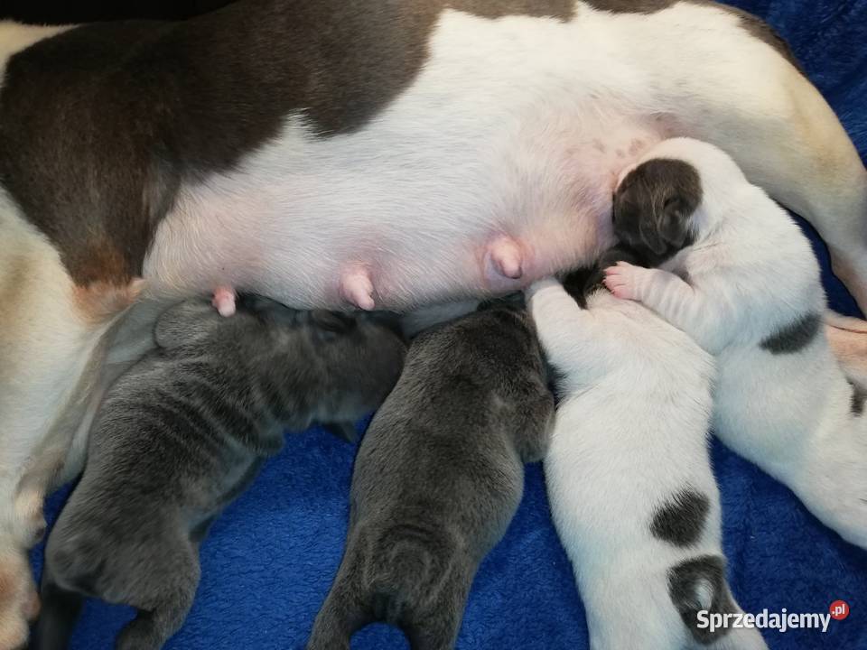 buldog francuski niebieskie i białoniebieskie Borzęcin