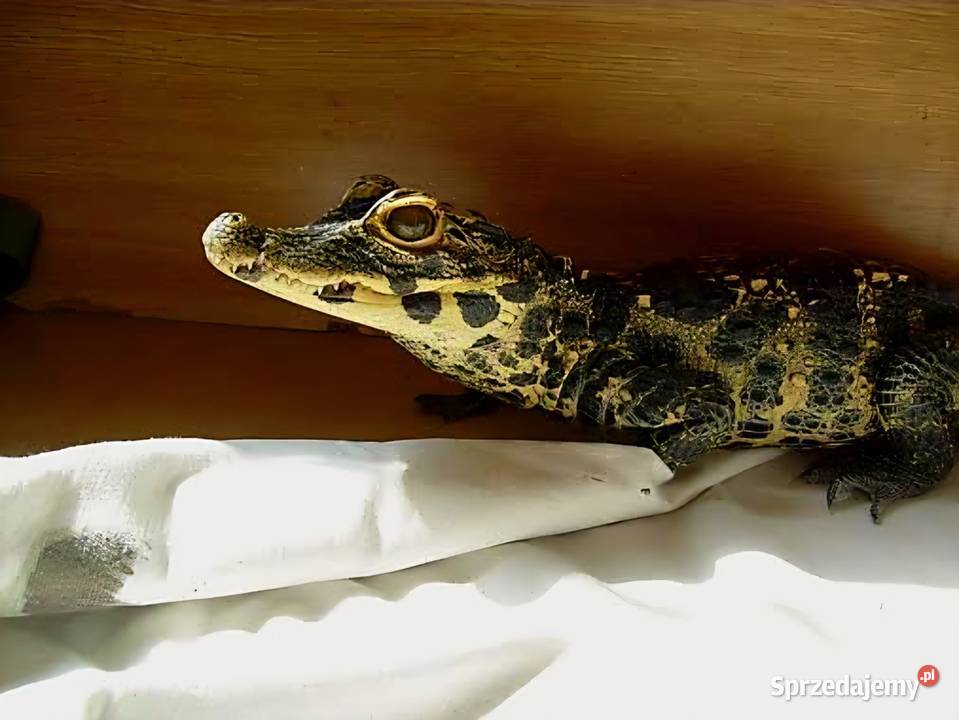 Młode Krokodyle krótkopyskie Osteolaemus