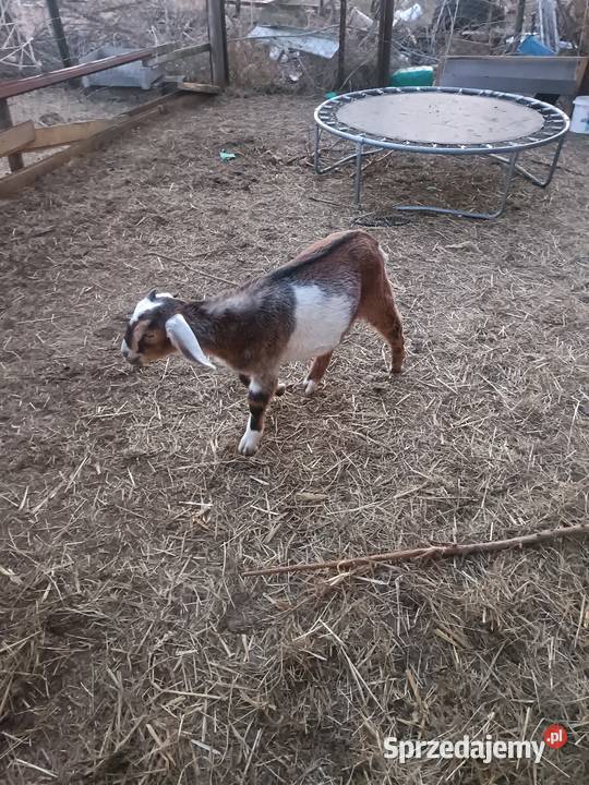 Sprzedam koziolki Krasowice