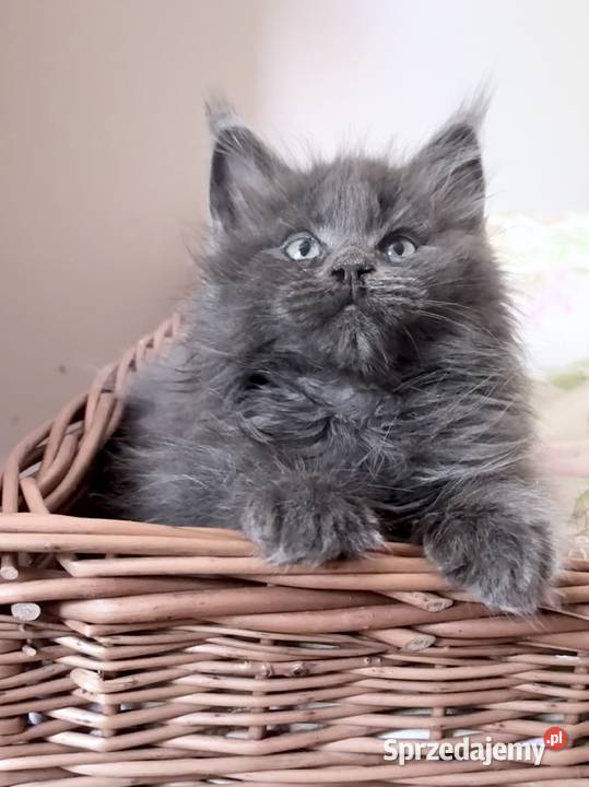 Maine Coon kocięta Zwierzęta Wińsko