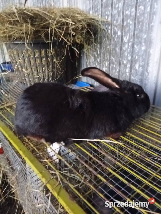 Sprzedam króliki Niemstów
