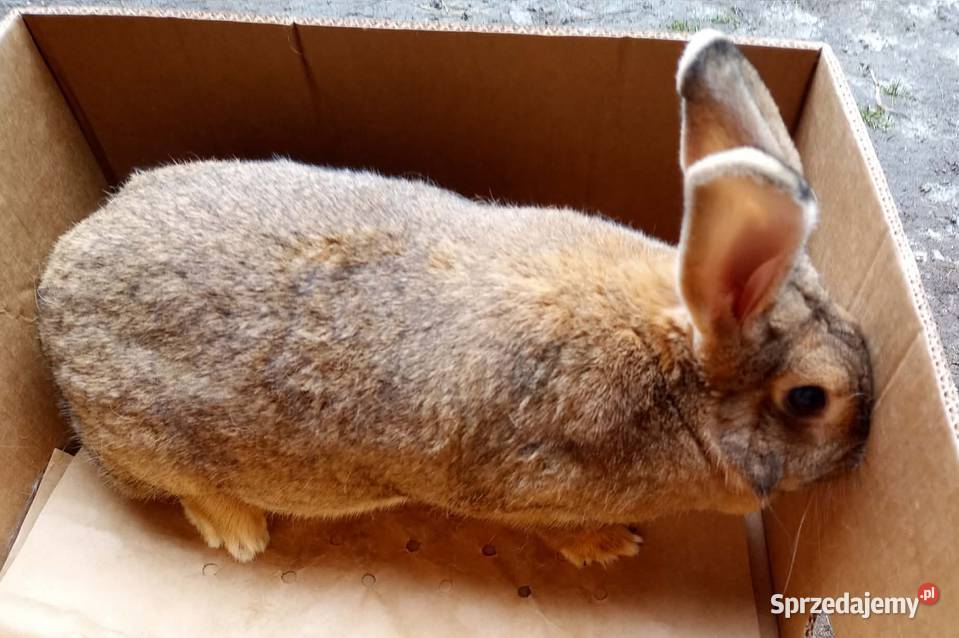 Królik dorosła samica Dębicze