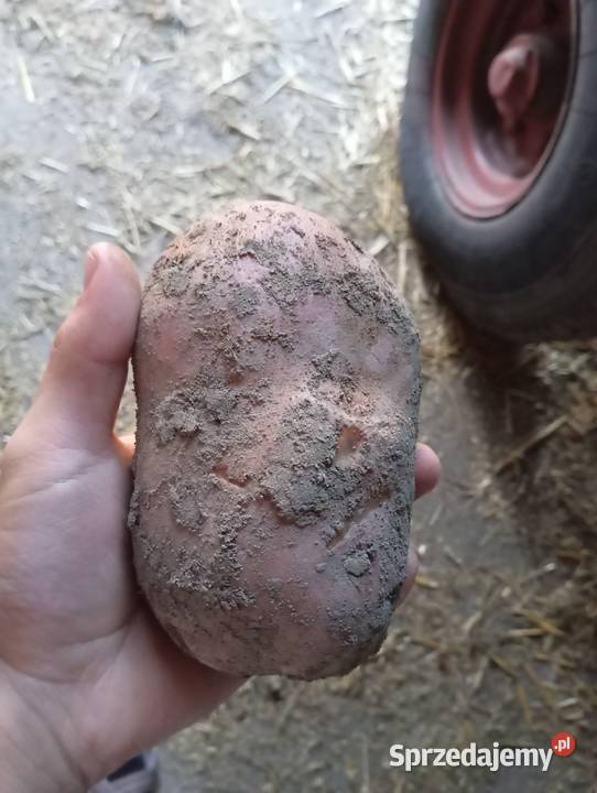 Sprzedam ziemniaki na obiad Wodzisław Śląski