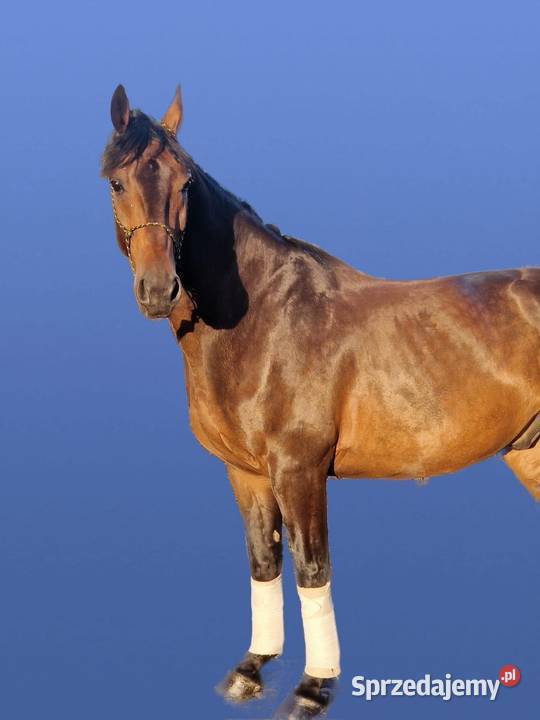 Walach do małego sportu