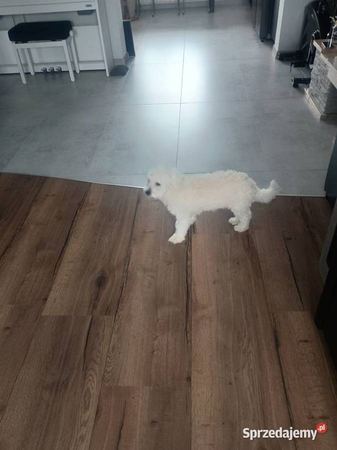 Piesek matipoo Smardzewice