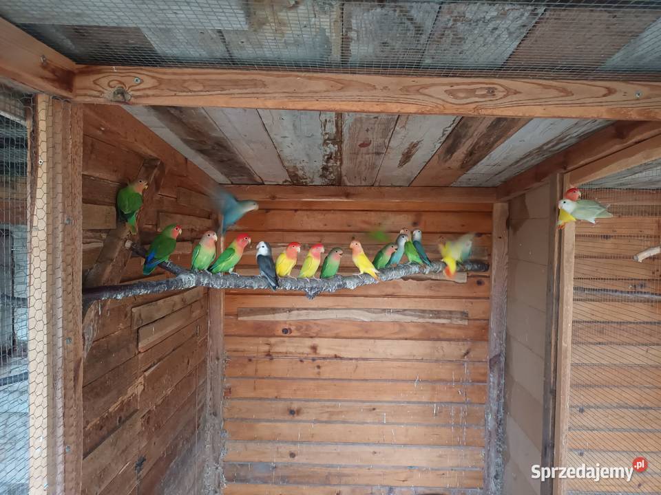 Nierozłączki śląskie Gorzyczki