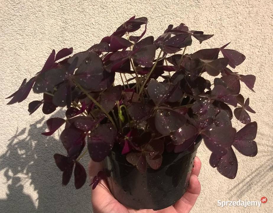 Szczawik trójkątny purpurowy koniczynka bulwy Pszczyna sprzedam