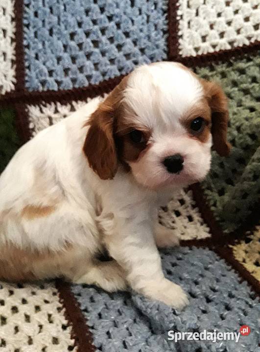 Chłopczyk cavalier k ch spaniel z przewagą podkarpackie Rzeszów