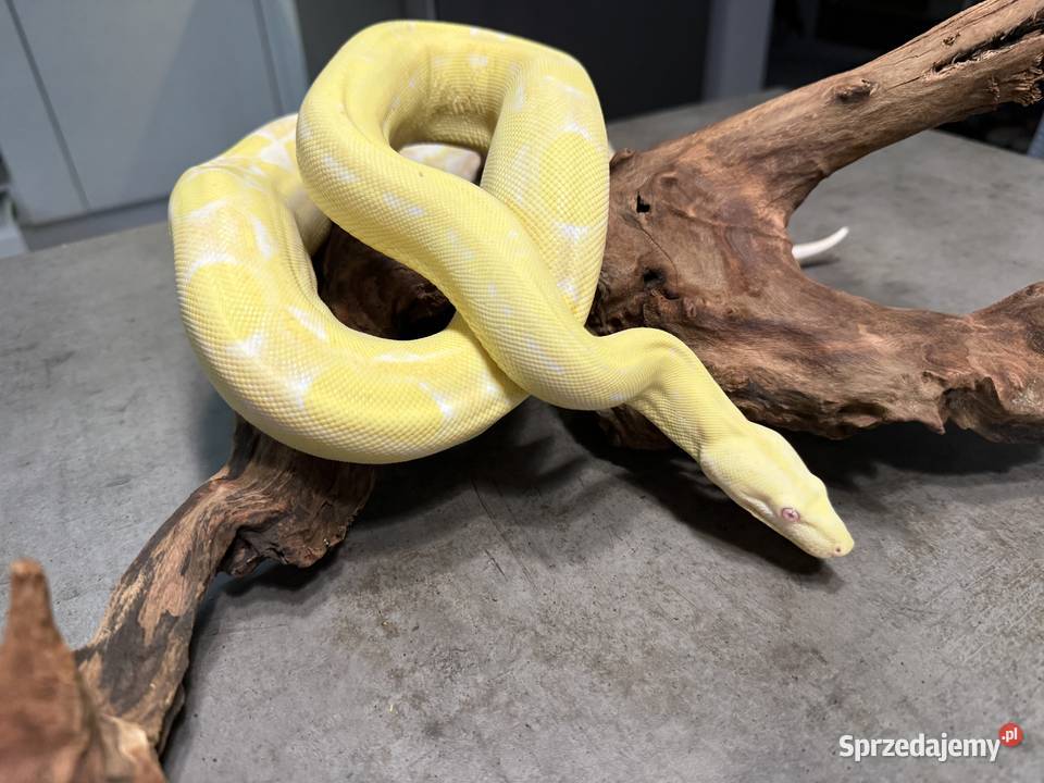 Boa Imperator Motley Albino Bydgoszcz