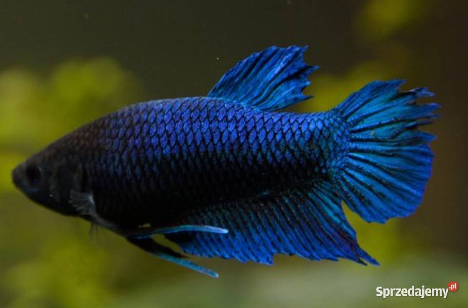 Bojownik wspaniały SAMICA NIEBIESKA Syjamski Gdańsk