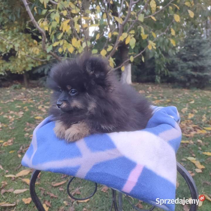Wzorcowy Mały Szpic Niemiecki piękny exterrier Krapkowice sprzedam
