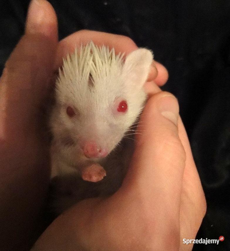 Afrykański jeż pigmejski Szczecin Szczecin