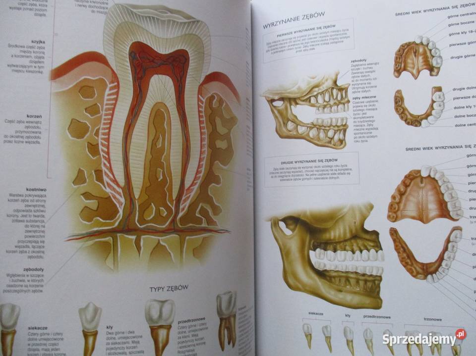 Histologie und mikroskopische Anatomiehistologia medycyna, nauki medyczne łódzkie Łódź sprzedam