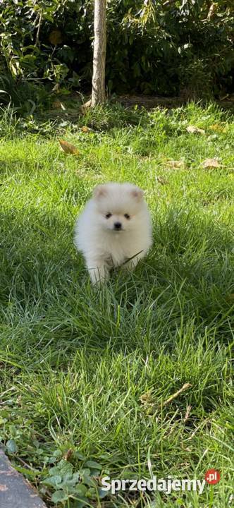 Szpic miniaturowy pomeranian Siedlce