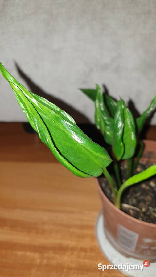 Epipremnum Godzilla roślina rosnąca