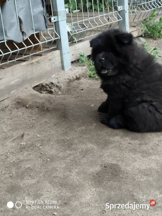 chow chow Łomża