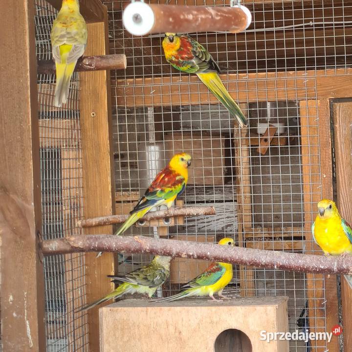 Swiergoty wielkopolskie Szymanowice