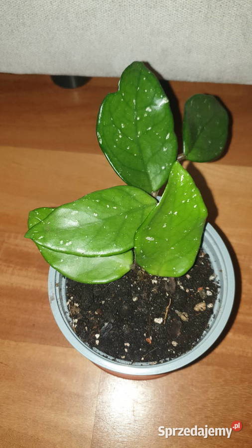 Hoya hoja kwiat rosnący 1 Warszawa sprzedam
