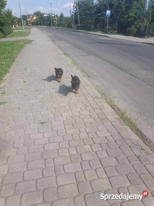 sprzedam szczeniaki Przemyśl sprzedam