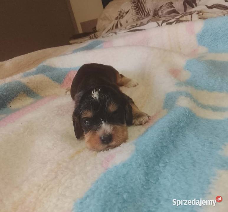 Cocker Spaniel Angielski Suczka Jutrosin