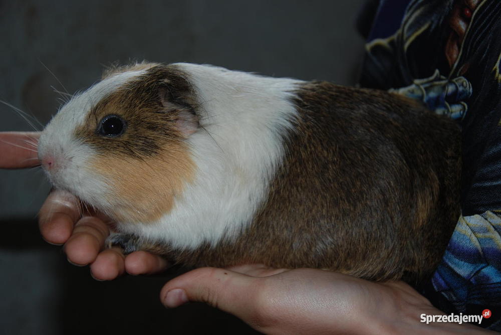 Świnka morska SAMICZKA dolnośląskie Targoszyn
