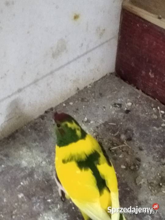 Modrolotki pary sprzedam śląskie Rybnik