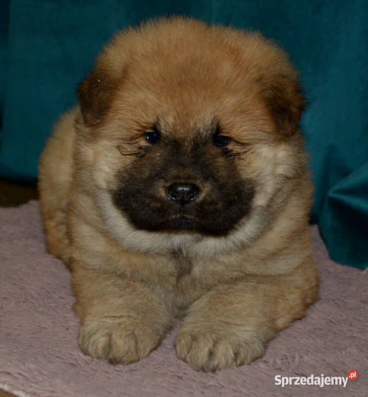 CHOW CHOW RÓŻNE KOLORY ŚLICZNE SZCZENIĘTA Psy