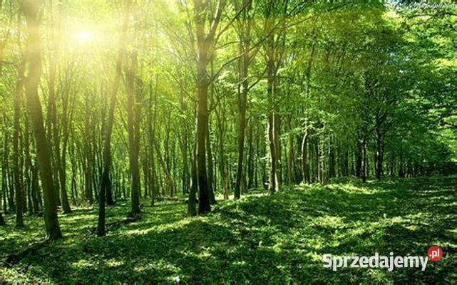 Sprzedam las 065 ha gmina Cieszanów Podkarpackie 12zł/m2 podkarpackie Lubaczów
