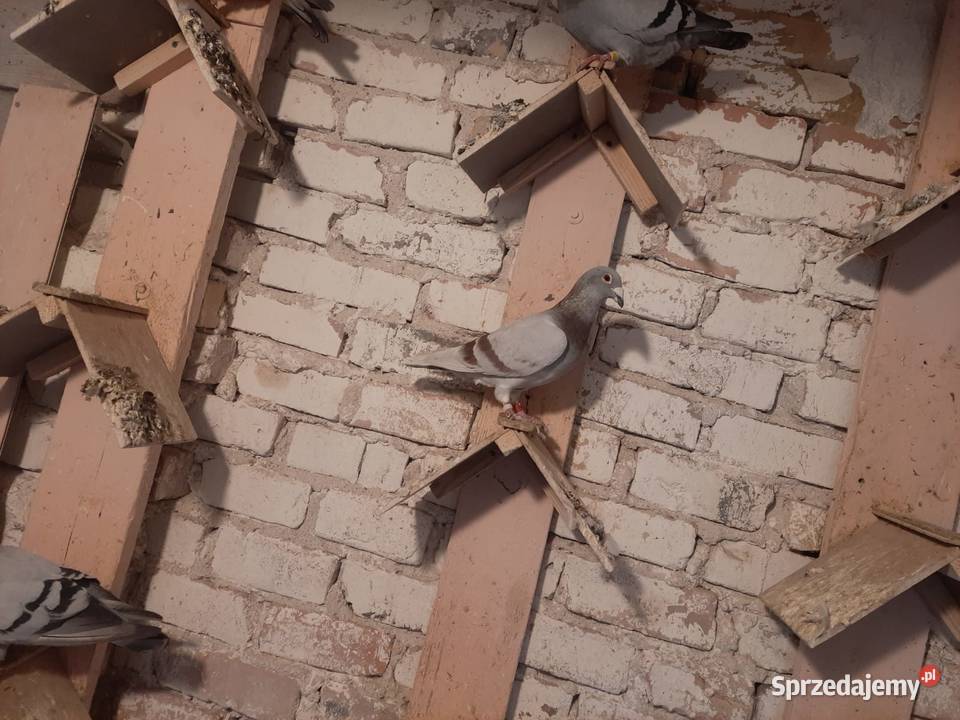 Sprzedam gołębielikwidacja hodowli Starosiedle sprzedam