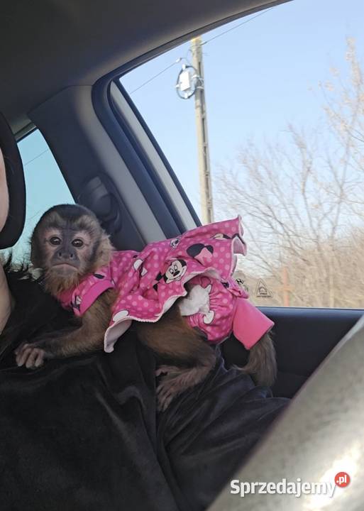 Kapucynka czubata dziewczynka Zwierzęta Warszawa