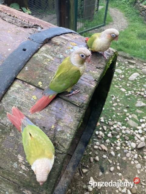 Rudosterki pinaple zielone czerwone pary lęgowe