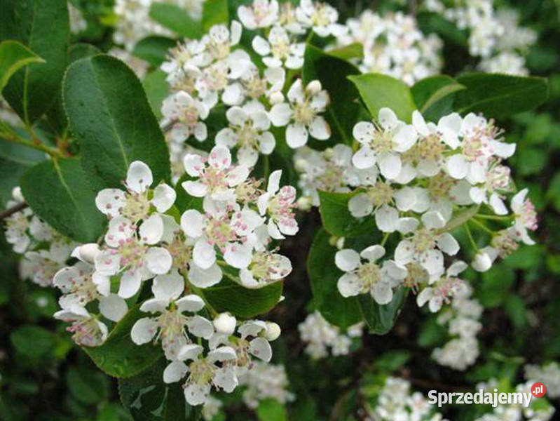 ARONIA CZARNOOWOCOWA Aronia melanocarpa NASIONA Nasiona Lubanie sprzedam