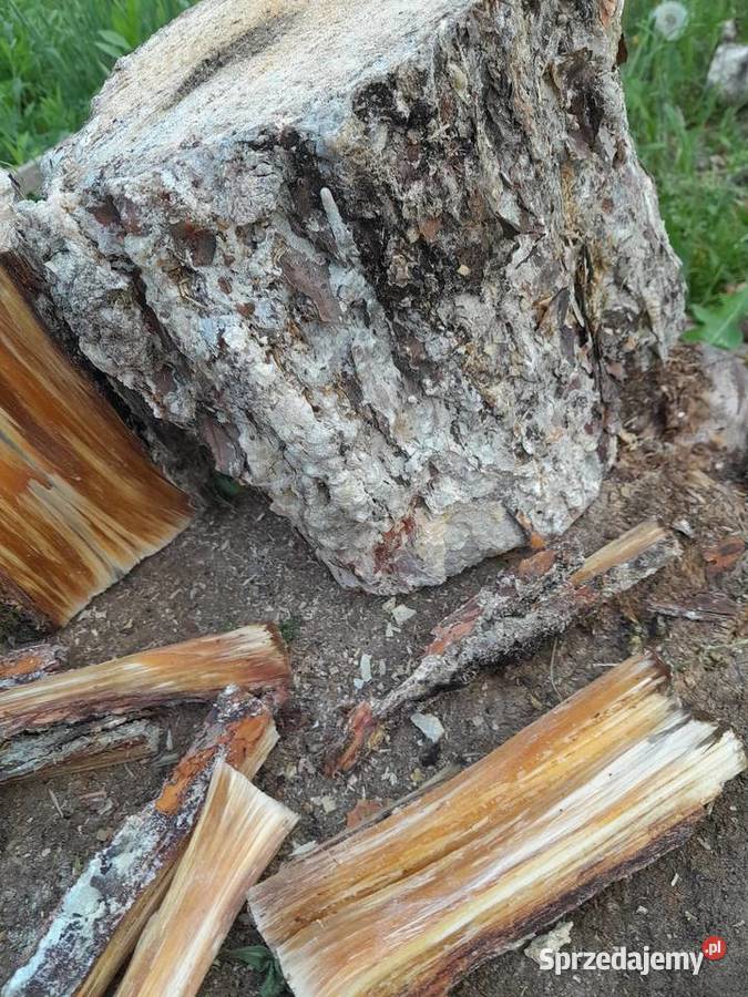 Szczypa sosnowa mocno żywiczna rozpałka lubelskie Biłgoraj