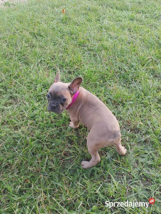 Buldog francuski