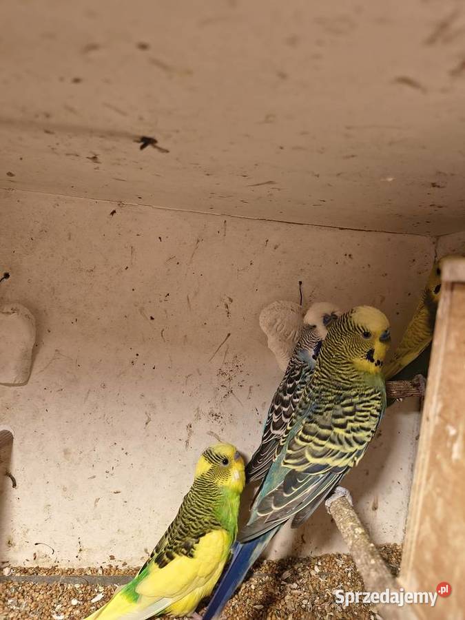 Sprzedam papugi faliste