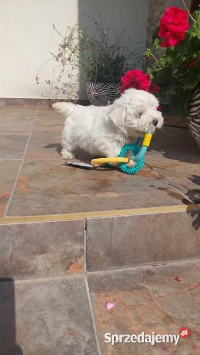 West highland white terrier szczeniak Brudzów