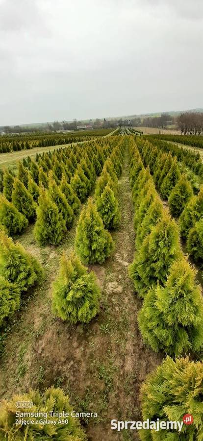 Tuja szmaragd 120 130 2023 12 Bychawa