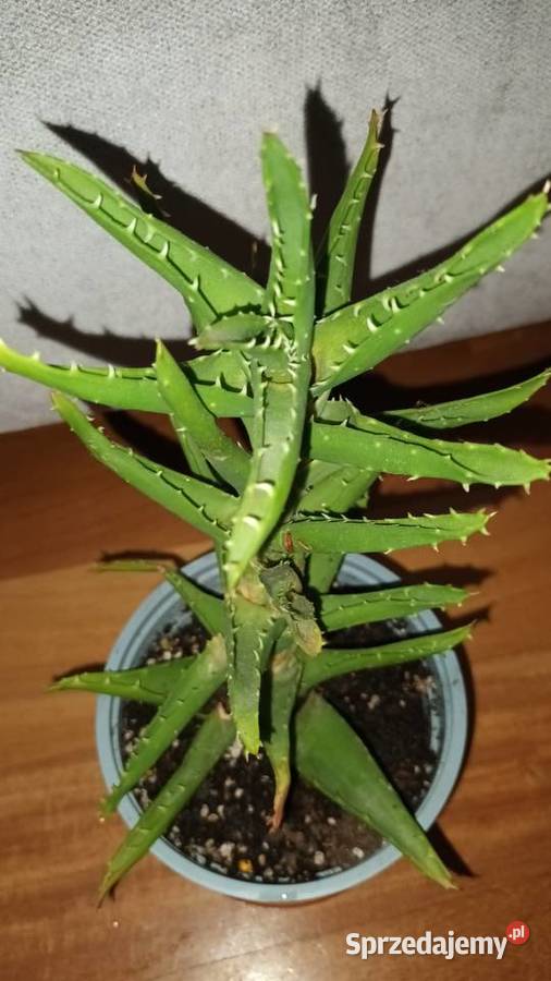 Aloes zielony 4 roślina rosnąca wys 29 Rośliny domowe