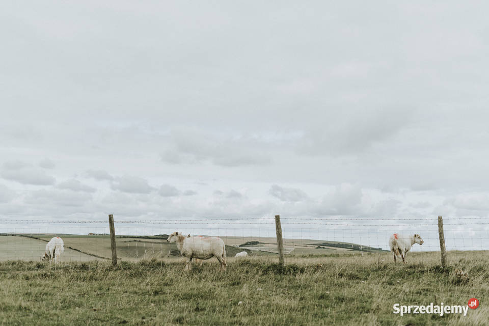 Siatka leśna 2002515M Super gruba Ostrołęka