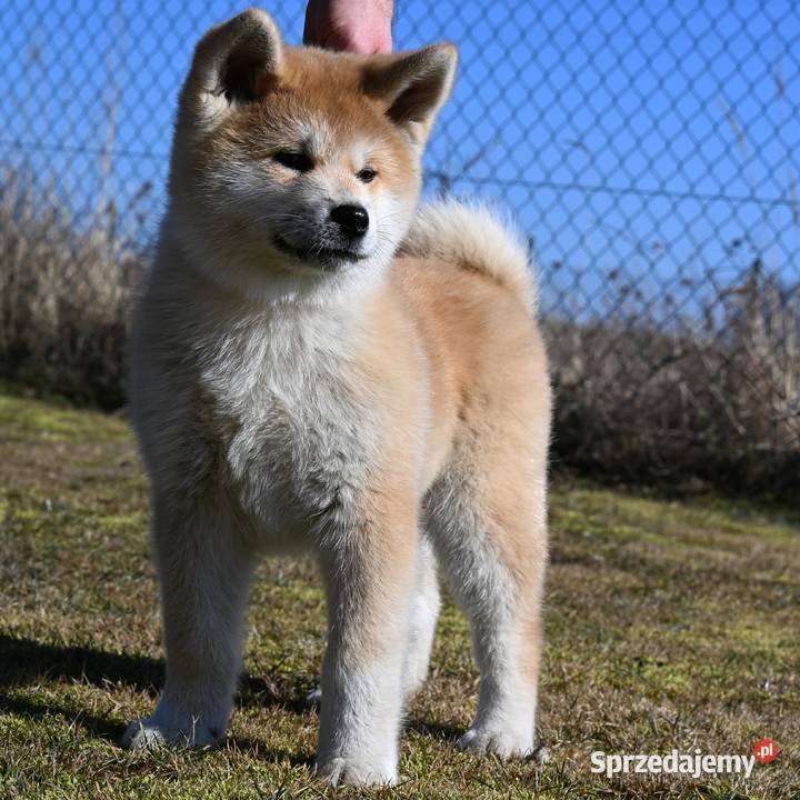 Akita japońska akita inu czerwony samiec ZKwP Częstochowa sprzedam