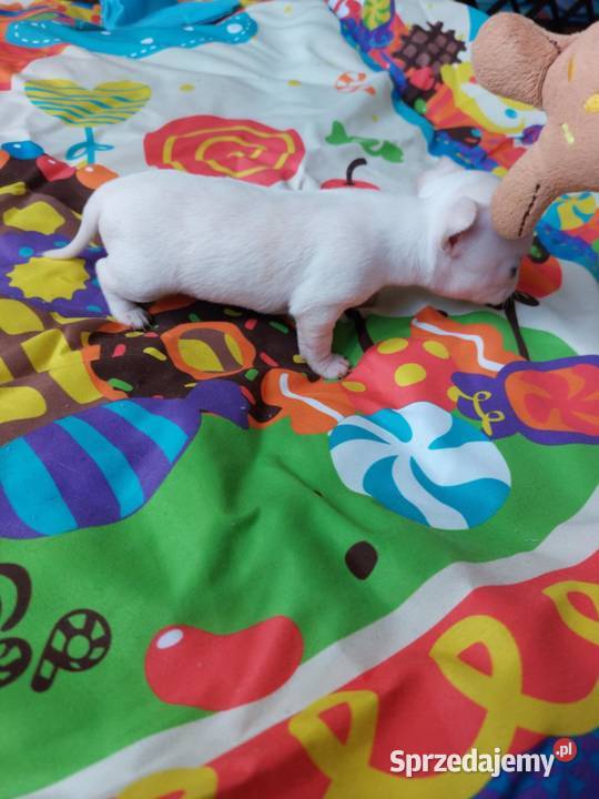 Piesek chihuahua biały Płońsk