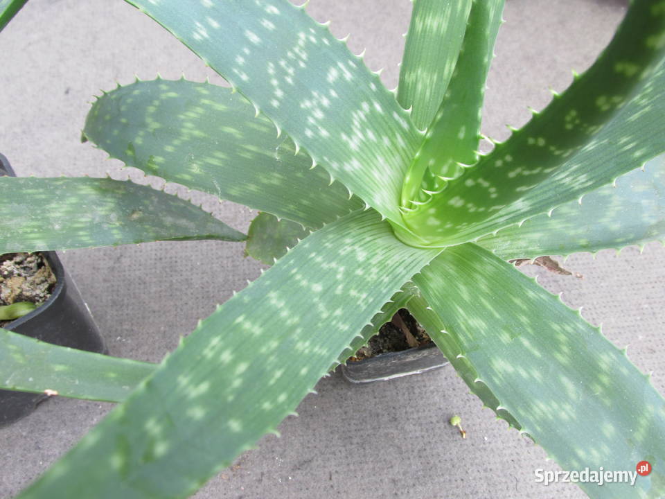 Aloes który zdobi i leczy aloe maculata All 3 Kraków sprzedam