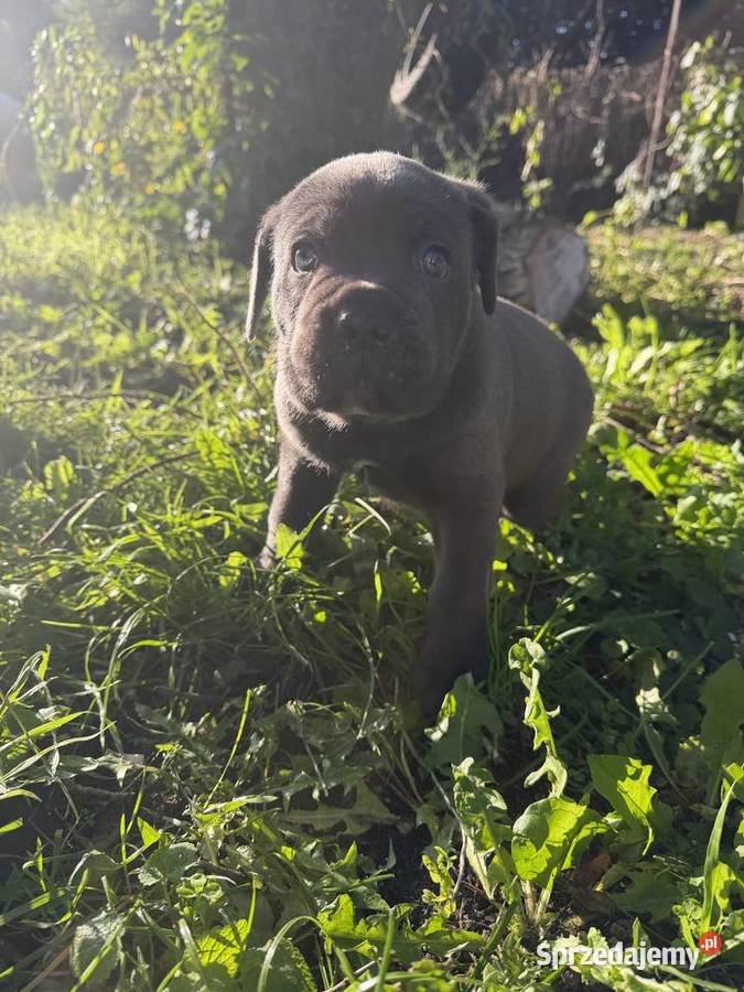 Cane Corso Italiano szczenięta Kutno