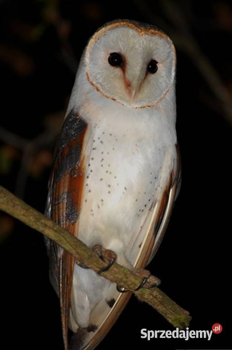Sowy Płomykówki Tyto alba
