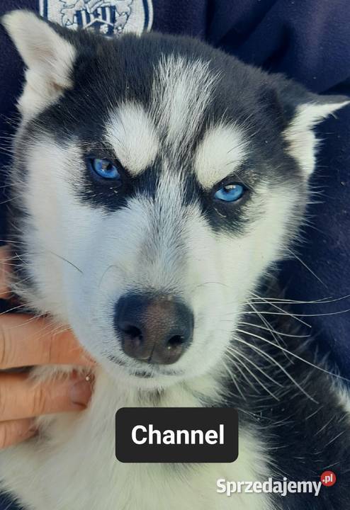 Szczeniaki syberiany husky Reda