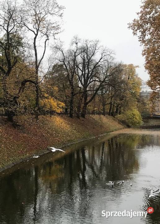 2pok 98met Podwale PIWNICA Wrocław