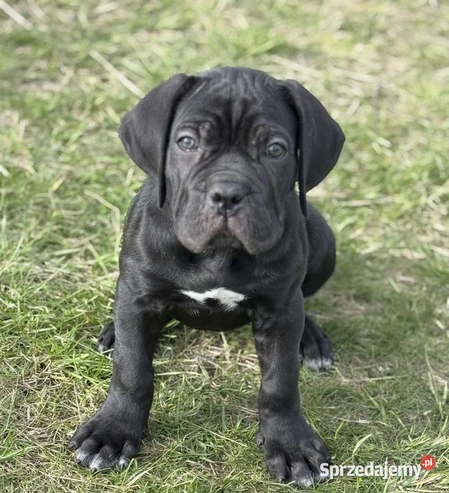 Cane Corso piękna czarna suczka ZKwPFCI Gdańsk