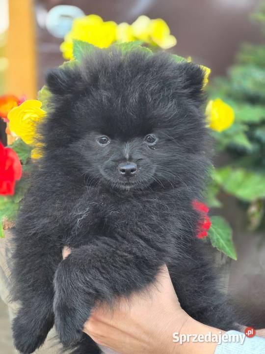 Szpic miniaturowy pomeranian Laski